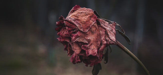 Withered Rose, December 2014 by montillon.a