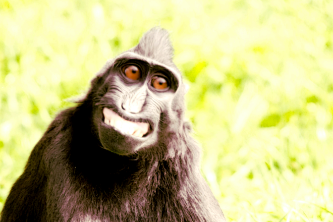 Smiling ape by Tim Simpson v3