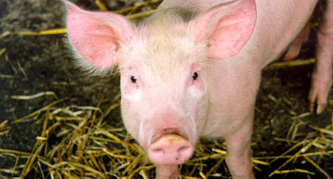 Pig, August 2008 by Nick Saltmarsh