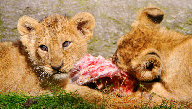 Two lion cubs eat meat, October 2010 by Tambako the Jaguar
