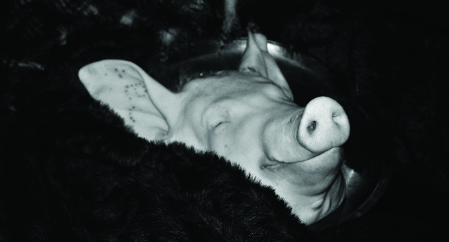 Pig's Head, January 2009 by Chareze Stamatelaky